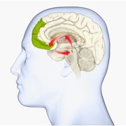substantia-nigra